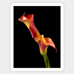 wo Spiral Calla lilies Sticker